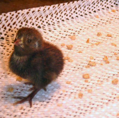 85545_chick16.jpg