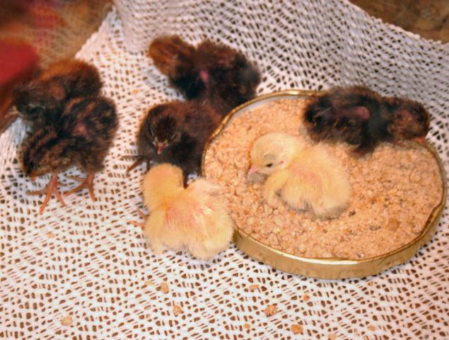 85545_chicks.jpg