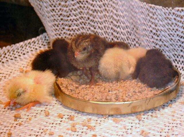 85545_chicks12.jpg