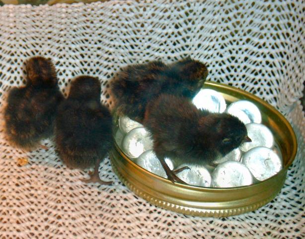 85545_chicks6.jpg