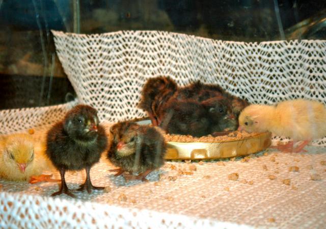 85545_chicks9.jpg