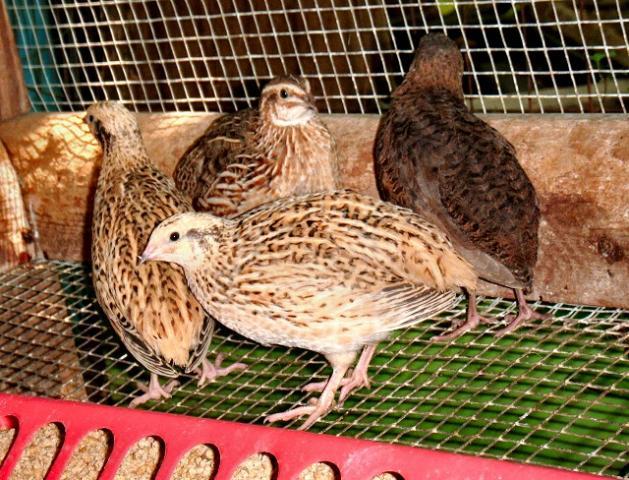 85545_coturnix2.jpg