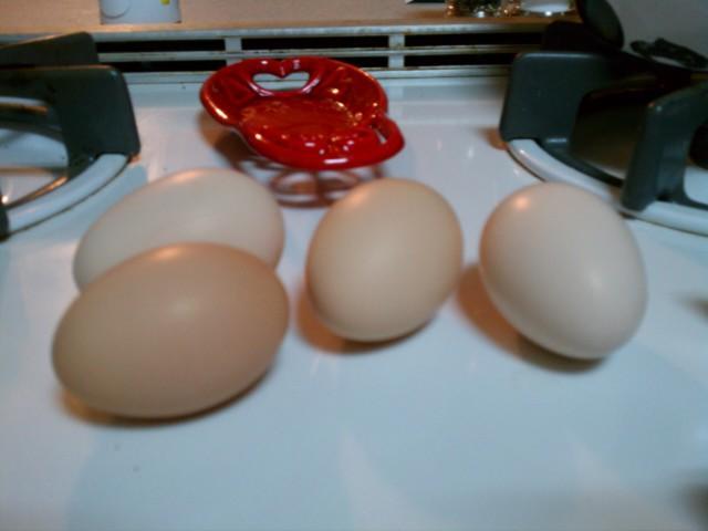 85560_first_egg.jpg