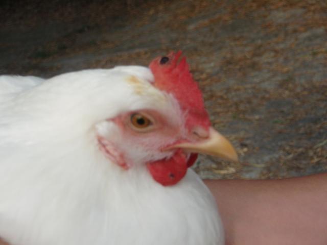 8565_comb_3.jpg
