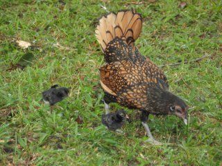 8565_sebright_babies_1.jpg