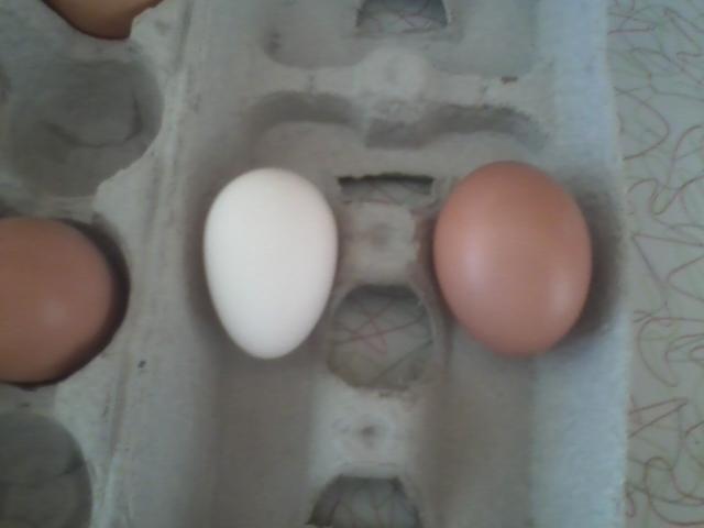 85665_firstegg.jpg