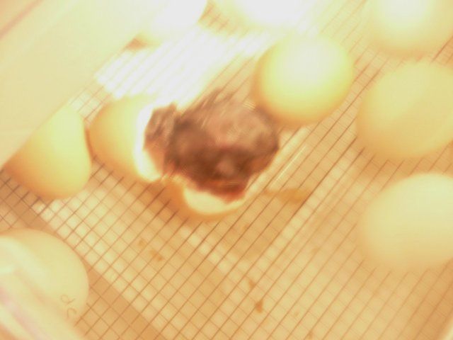 8571_chicks_001.jpg