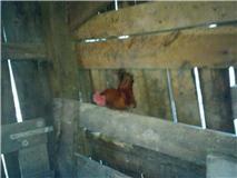 85731_chicken.jpg