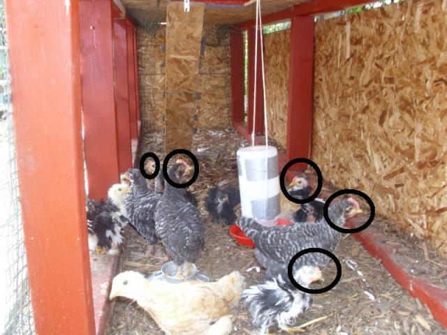 85731_whos_a_rooster_2.jpg