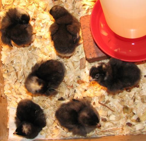 85732_black_tsc_mystery_chicks_001.jpg
