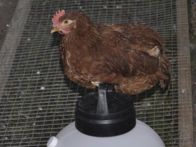 85732_rir_rooster_q.jpg