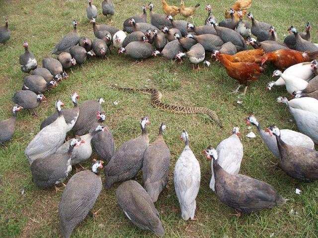 Why I Love My Guineas | BackYard Chickens