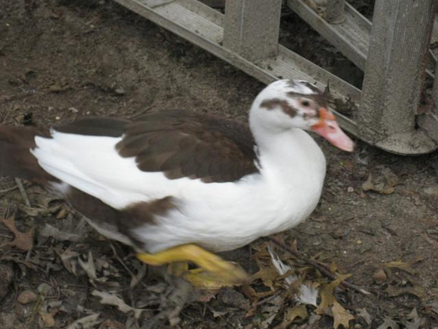85863_img_0326.jpg