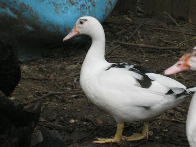85863_img_0336.jpg