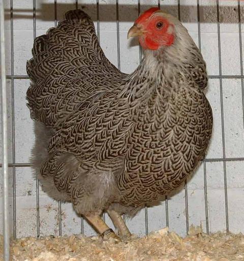 85877_silver_pencilled_wyandotte_bantam_hen.jpg