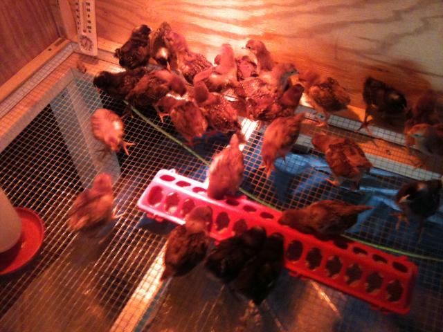 85897_brooder3.jpg