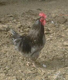 85898_rooster.jpg