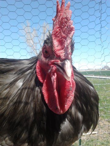 85898_rooster1.jpg