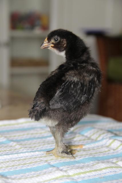 86004_fcbm_chick_one.jpg