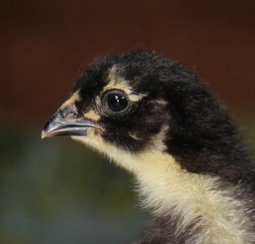 86004_fcbm_chick_three_face.jpg