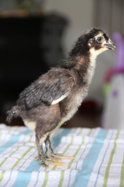 86004_fcbm_chick_three_side.jpg