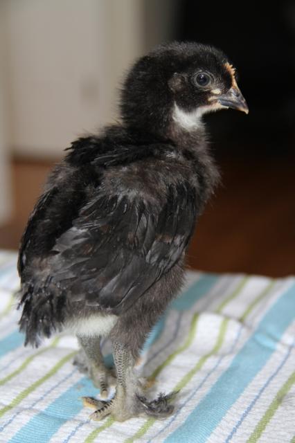 86004_fcbm_chick_two.jpg