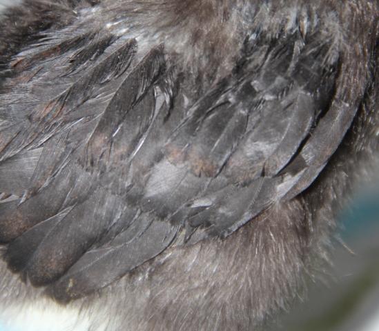 86004_fcbm_chick_two_wing.jpg