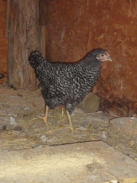 86025_new_chicks_002.jpg