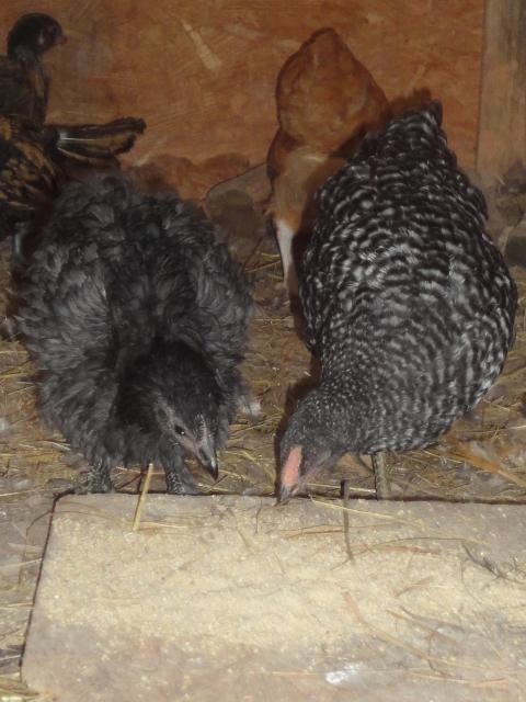 86025_new_chicks_006.jpg