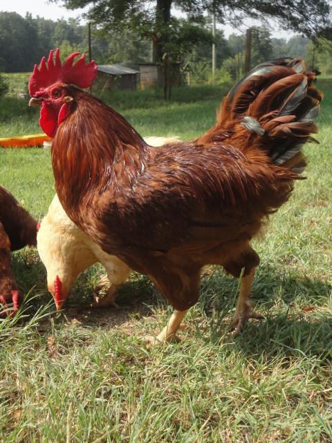 86025_rooster_004.jpg