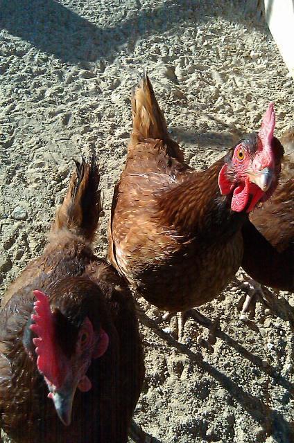 86051_chickens01.jpg