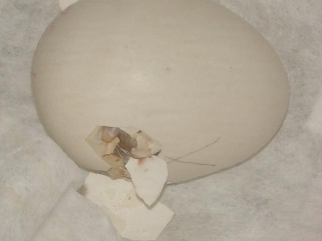 86058_first_egg_hatch_003.jpg