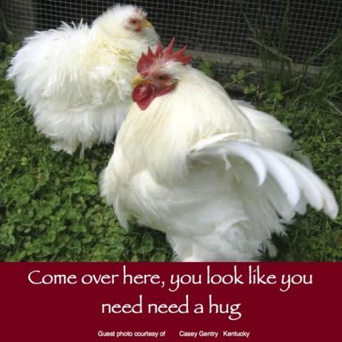 86058_november_22_2011_workday_chicken.jpg