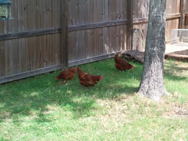 86105_freerange.jpg