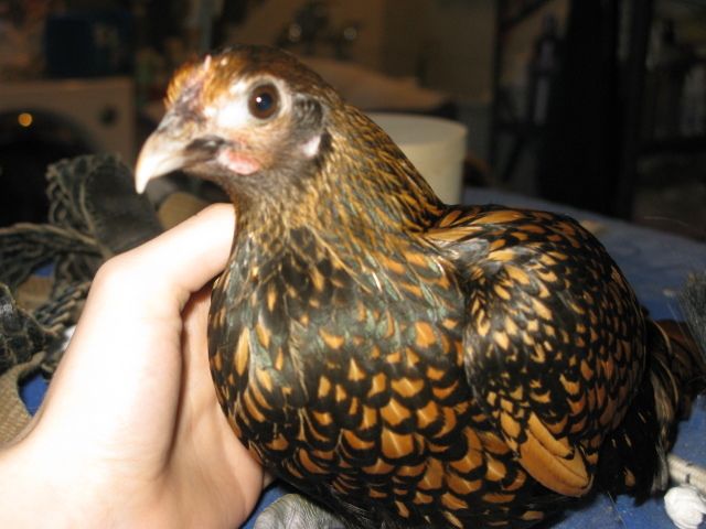 86121_betty_004.jpg