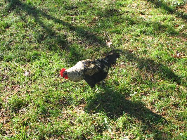 86121_chicken_015.jpg