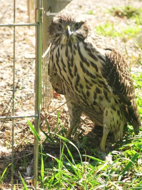 86121_hawk_006.jpg
