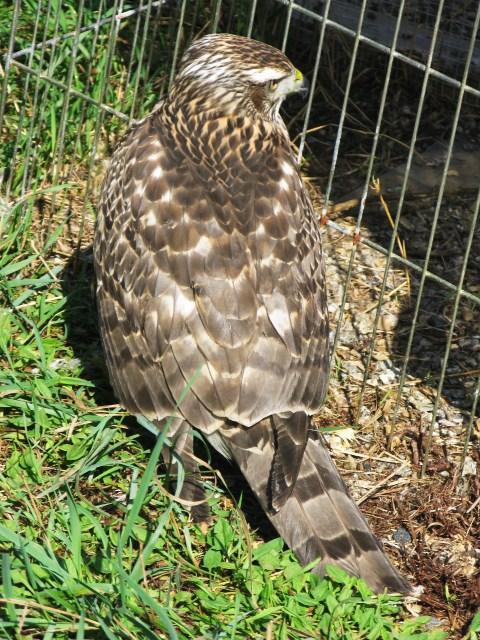 86121_hawk_009.jpg
