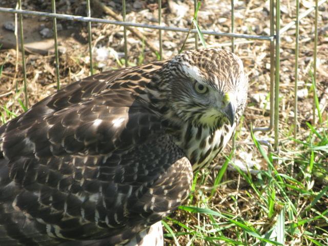 86121_hawk_017.jpg