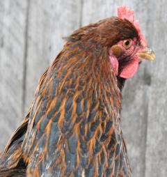 86127_buds_partridge_cochin.jpg