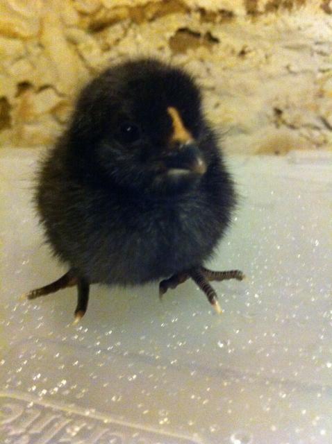 86135_araucana8.jpg