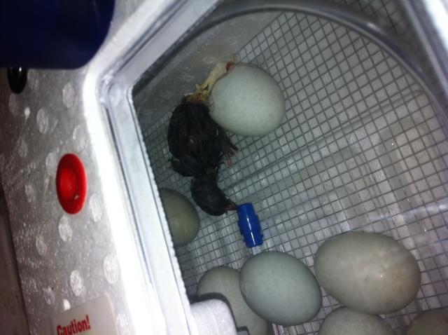 86135_araucana_chick.jpg