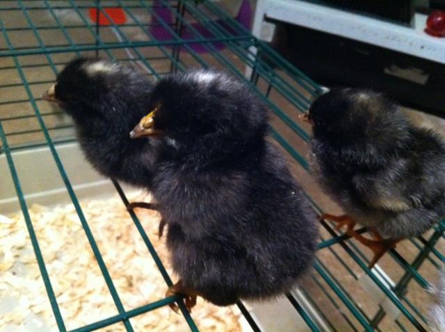 86135_chicks1.jpeg