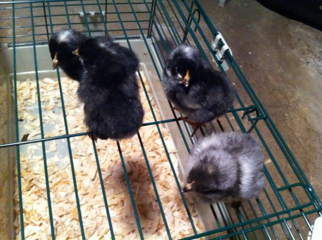 86135_chicks2.jpeg