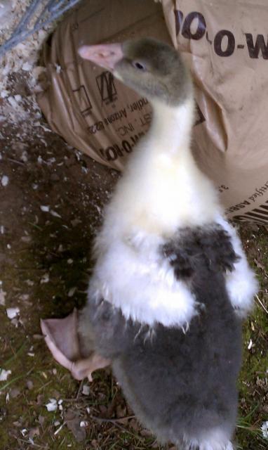 86159_4_week_old_gosling.jpg