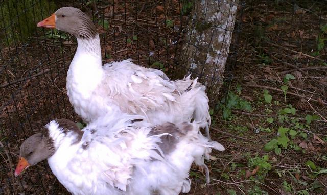 86159_saddleback_gander_2.jpg