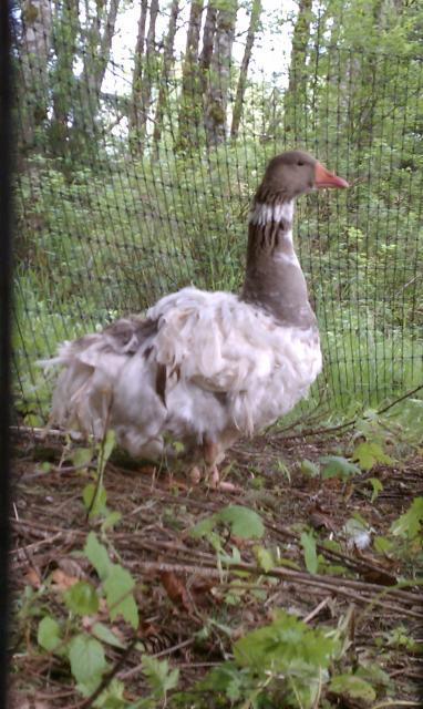 86159_saddleback_goose.jpg