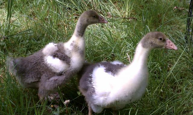 86159_saddleback_goslings_2.jpg