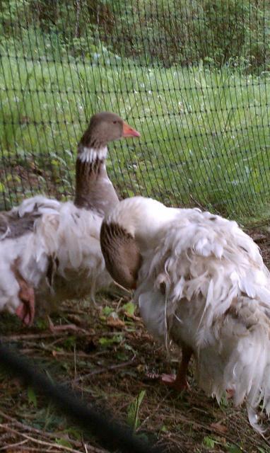 86159_saddleback_pair_2.jpg