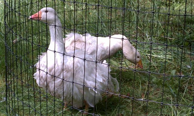86159_white_pair.jpg